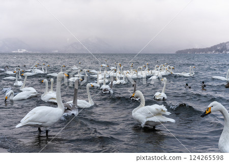 北海道、天鵝、野鳥、屈斜路湖、冬季、雪、溫泉 124265598