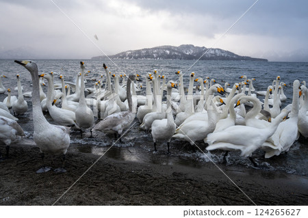 Hokkaido, swans, wild birds, Lake Kussharo, winter, snow, hot springs Hokkaido, swans, wild birds, Lake Kussharo, winter, snow, hot springs 124265627