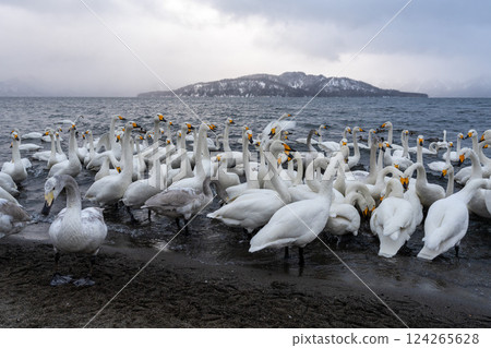 Hokkaido, swans, wild birds, Lake Kussharo, winter, snow, hot springs 124265628