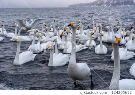 Hokkaido, swans, wild birds, Lake Kussharo, winter, snow, hot springs 124265632