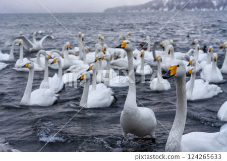 北海道、天鵝、野鳥、屈斜路湖、冬季、雪、溫泉 北海道、天鵝、野鳥、屈斜路湖、冬季、雪、溫泉 124265633