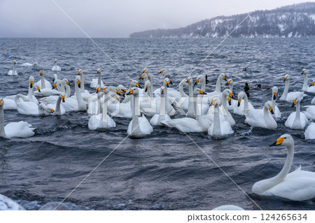 北海道、天鵝、野鳥、屈斜路湖、冬季、雪、溫泉 124265634