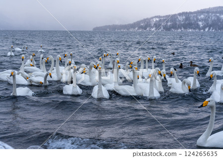 北海道、天鵝、野鳥、屈斜路湖、冬季、雪、溫泉 124265635