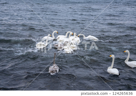 北海道、天鵝、野鳥、屈斜路湖、冬季、雪、溫泉 124265636