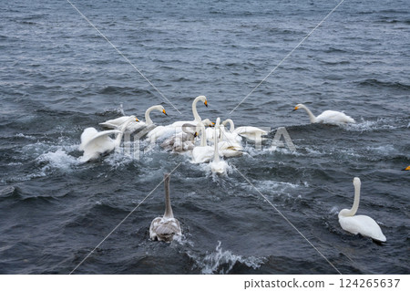 北海道、天鵝、野鳥、屈斜路湖、冬季、雪、溫泉 124265637