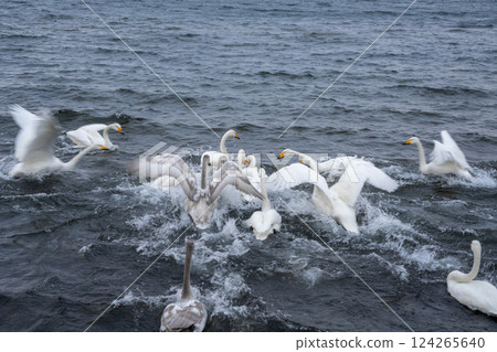 Hokkaido, swans, wild birds, Lake Kussharo, winter, snow, hot springs 124265640