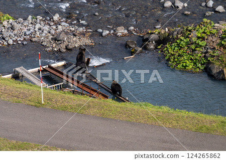 Hokkaido, Ezo brown bear, bear, brown bear, wild animal 124265862