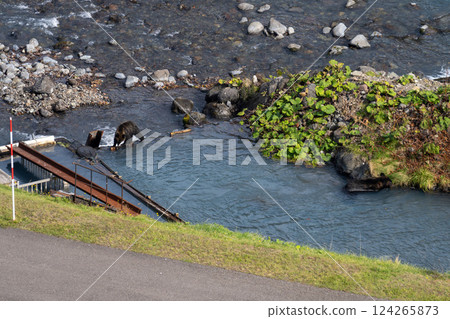Hokkaido, Ezo brown bear, bear, brown bear, wild animal 124265873