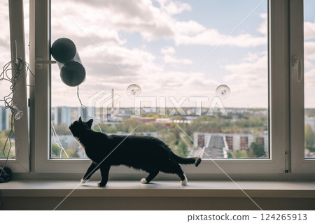 Cat explores the window view on a sunny day in a city apartment Cat explores the window view on a sunny day in a city apartment 124265913