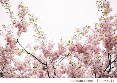 Blooming cherry blossom tree branches create a stunning spring canopy beneath a cloudy sky Blooming cherry blossom tree branches create a stunning spring canopy beneath a cloudy sky 124265915