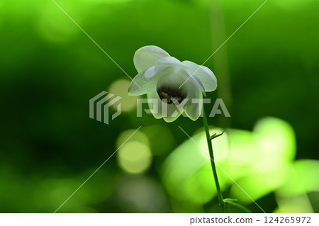 Forest fairy shrimp Forest fairy shrimp 124265972