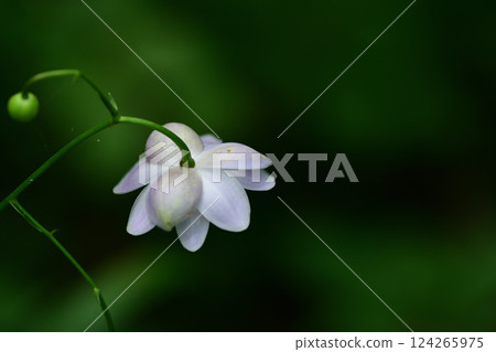 蓮華生馬萼片的下面 蓮華生馬萼片的下面 124265975