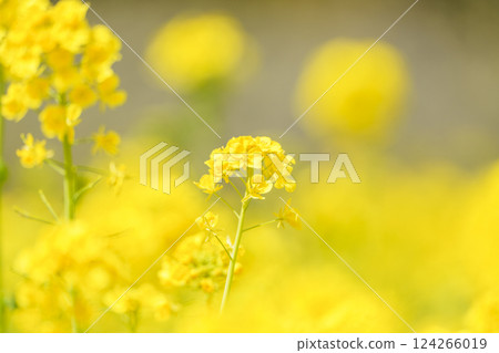 Gentle rape blossoms swaying in the spring breeze Gentle rape blossoms swaying in the spring breeze 124266019