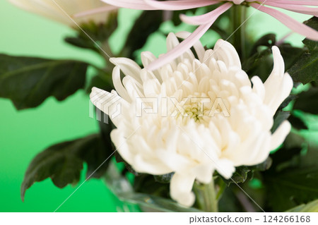 水晶花瓶中的菊花,綠色版本 水晶花瓶中的菊花,綠色版本 124266168