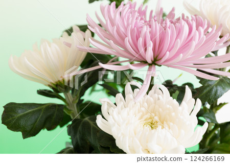 水晶花瓶中的菊花,綠色版本 水晶花瓶中的菊花,綠色版本 124266169