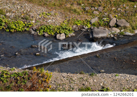 Hokkaido, Ezo brown bear, bear, brown bear, wild animal Hokkaido, Ezo brown bear, bear, brown bear, wild animal 124266201