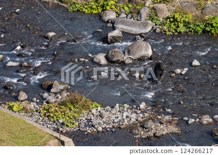 Hokkaido, Ezo brown bear, bear, brown bear, wild animal 124266217