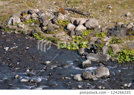 Hokkaido, Ezo brown bear, bear, brown bear, wild animal 124266285
