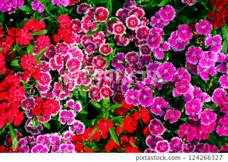 Beautiful Dianthus is blooming in the morning light.The orther name is Rainbow and Indien or China pink. Beautiful Dianthus is blooming in the morning light.The orther name is Rainbow and Indien or China pink. 124266327