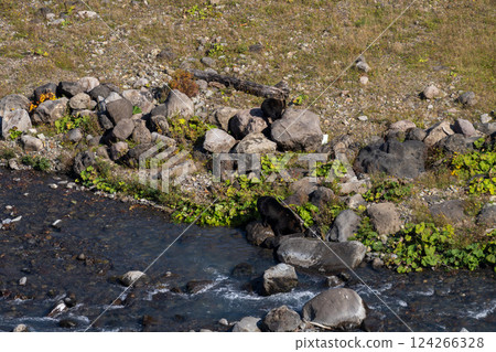 Hokkaido, Ezo brown bear, bear, brown bear, wild animal Hokkaido, Ezo brown bear, bear, brown bear, wild animal 124266328