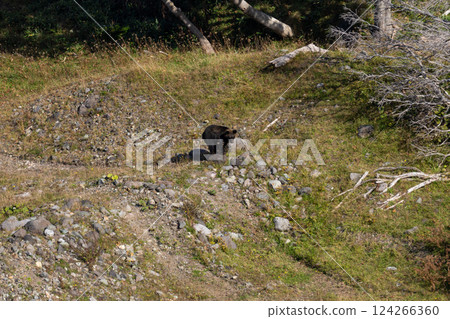 Hokkaido, Ezo brown bear, bear, brown bear, wild animal Hokkaido, Ezo brown bear, bear, brown bear, wild animal 124266360