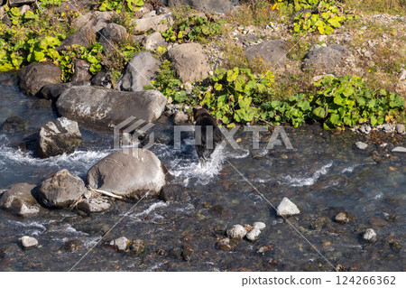 Hokkaido, Ezo brown bear, bear, brown bear, wild animal 124266362