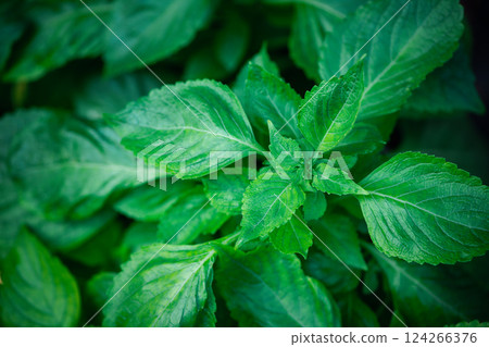 Tree basil or Clove basil or Ocimum gratissimum. it is a low shrub Serrated serrated saw-toothed leaves and hot taste. 124266376