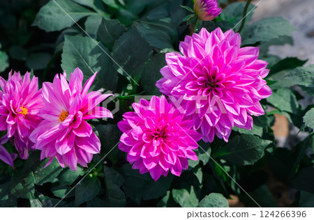 Beautiful Pink dahlia pinnata flower in garden. flower background 124266396