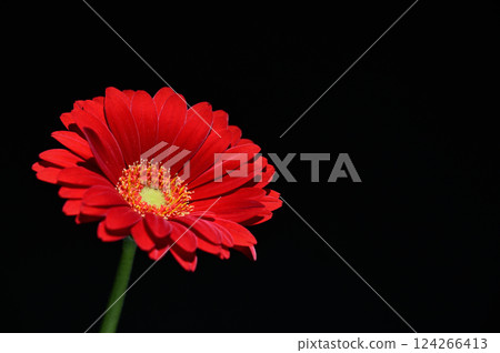 紅色非洲菊 124266413