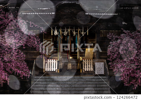 Snowy night, Kawazu cherry blossoms at Sakura Shrine 124266472