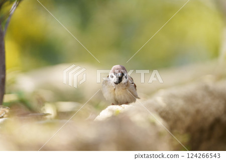 A sparrow staring at you in the spring forest 124266543