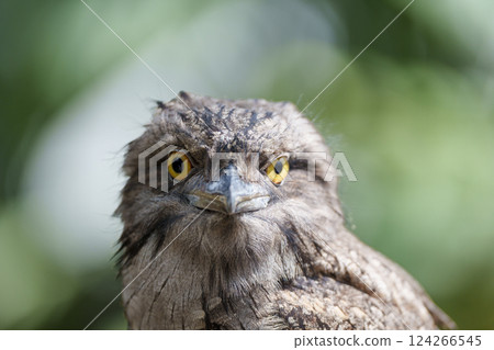 一隻表情嚴肅的鳥的特寫 一隻表情嚴肅的鳥的特寫 124266545