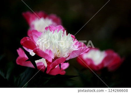 Peony root 124266608