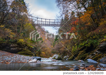 [ 德島 ] 奧祖屋的秋天、男橋 [紅葉] 124266699