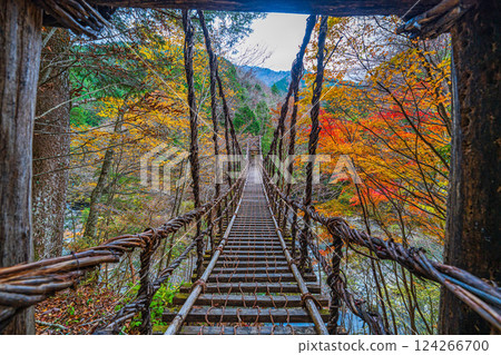 [Tokushima] Autumn in Oku-Iya, Otokobashi Bridge [Autumn leaves] 124266700