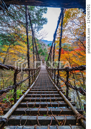 [Tokushima] Autumn in Oku-Iya, Otokobashi Bridge [Autumn leaves] 124266701