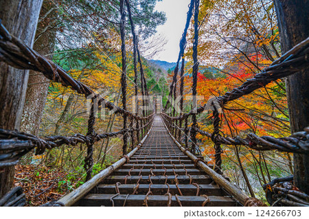 [Tokushima] Autumn in Oku-Iya, Otokobashi Bridge [Autumn leaves] 124266703