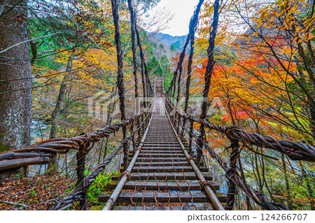 [Tokushima] Autumn in Oku-Iya, Otokobashi Bridge [Autumn leaves] 124266707