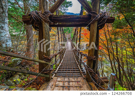 [Tokushima] Autumn in Oku-Iya, Otokobashi Bridge [Autumn leaves] 124266708