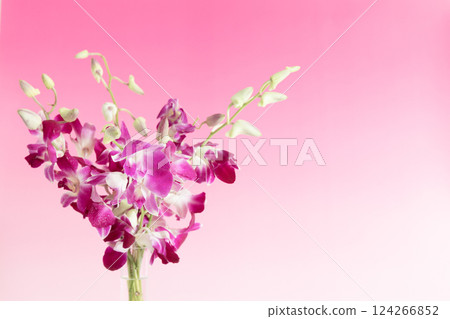 花瓶中的粉紅版石斛蘭 124266852
