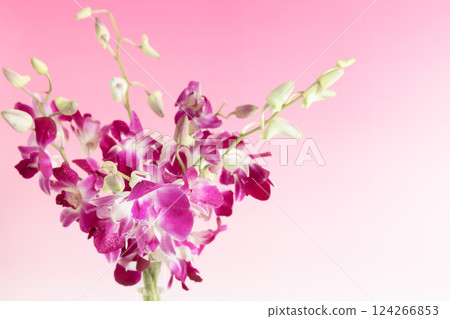 花瓶中的粉紅版石斛蘭 124266853