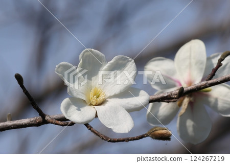 Kobushi花 Kobushi花 124267219