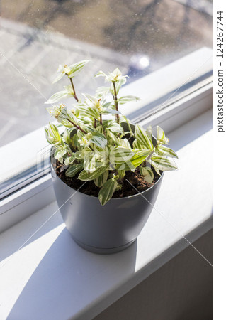 Various indoor plants on the windowsill in the apartment 124267744