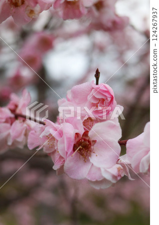 大阪城公園的梅花很美 124267937