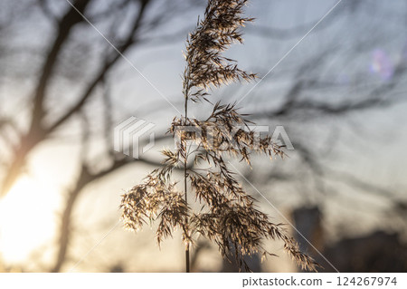 Close ups shot of the dried reed 124267974