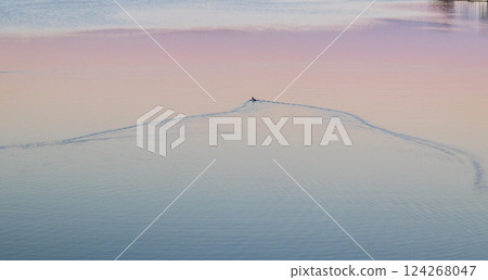 Lonely duck swims on the like by sunset hour 124268047