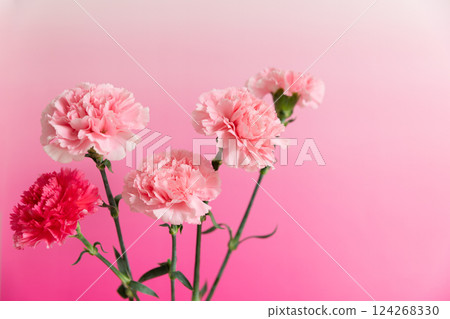花瓶裡的康乃馨,粉紅色背景版本 花瓶裡的康乃馨,粉紅色背景版本 124268330