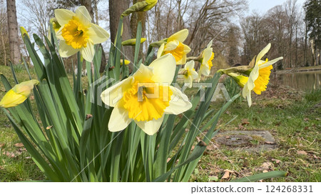 Beautiful Yellow Daffodils Blooming in a Peaceful Park Setting During Spring Beautiful Yellow Daffodils Blooming in a Peaceful Park Setting During Spring 124268331