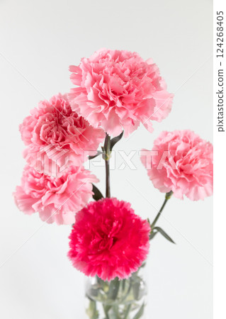 Carnations in a vase, white background version 124268405