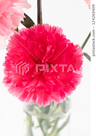 花瓶裡的康乃馨，白色背景版 124268409